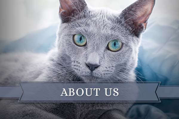 About Us About Russian Blue Pomskies