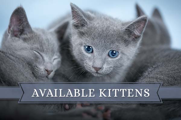 Available Kittens Russian Blue Pomskies Available Kittens