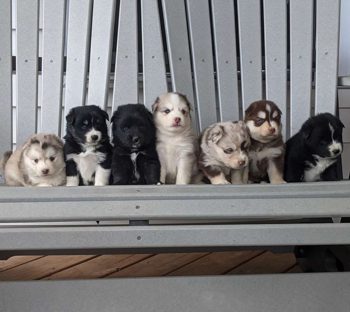 Pomsky Puppies Pomsky Puppies