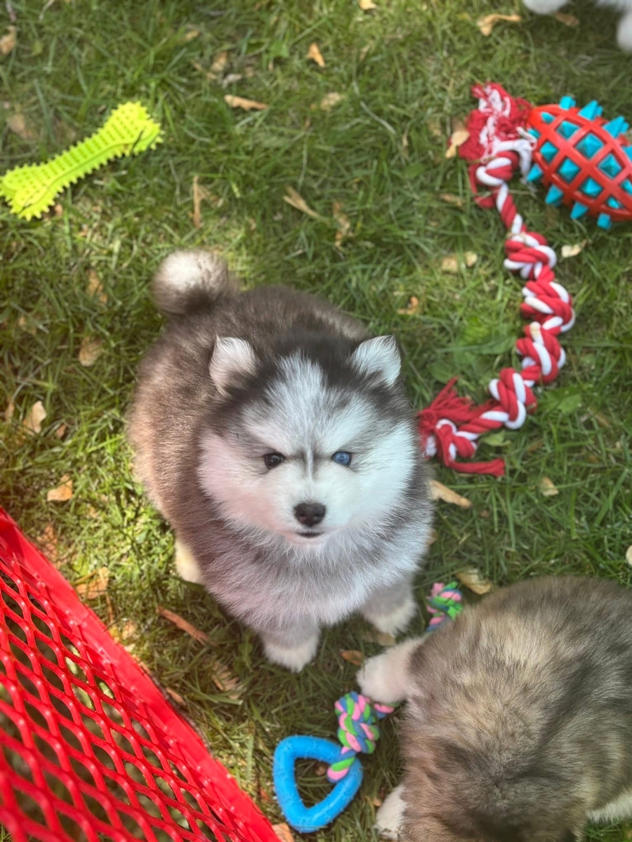 Introduction Introduction